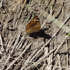 Junonia villida at Jerrabomberra, ACT - 17 Jan 2018