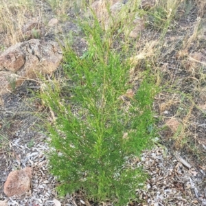 Callitris endlicheri at Hughes, ACT - 17 Jan 2018 12:00 AM