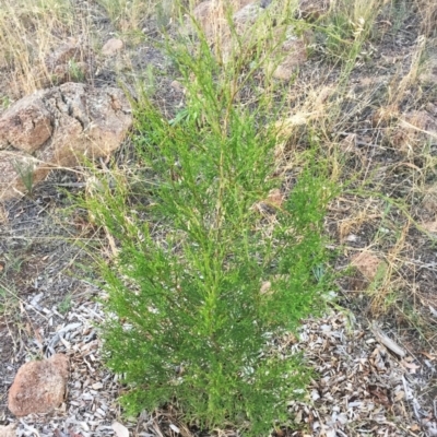 Callitris endlicheri (Black Cypress Pine) at Hughes, ACT - 16 Jan 2018 by ruthkerruish