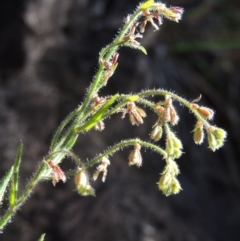 Gonocarpus elatus (Hill Raspwort) at Conder, ACT - 30 Dec 2017 by michaelb