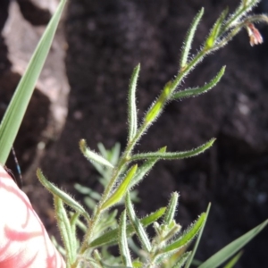 Gonocarpus elatus at Conder, ACT - 30 Dec 2017