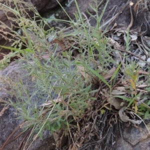 Gonocarpus elatus at Conder, ACT - 30 Dec 2017