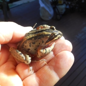 Limnodynastes peronii at Latham, ACT - 13 Dec 2017