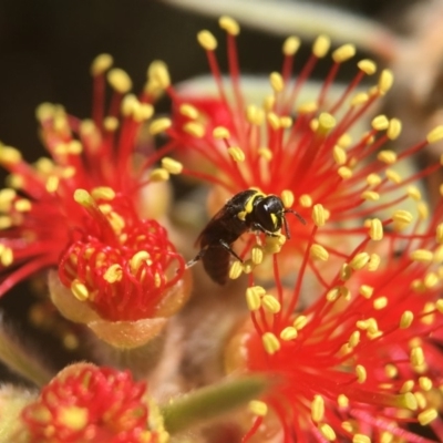 Hylaeus (Gnathoprosopis) amiculinus (Hylaeine colletid bee) at Acton, ACT - 16 Jan 2018 by PeterA