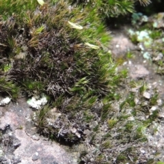 Campylopus clavatus at Conder, ACT - 30 Dec 2017