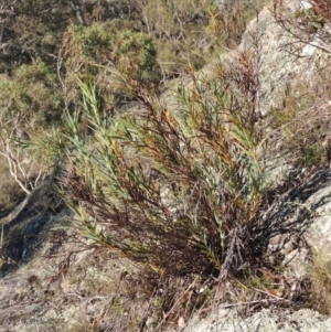 Stypandra glauca at Conder, ACT - 30 Dec 2017