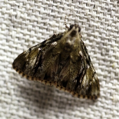 Salma cinerascens (A Pyralid moth) at O'Connor, ACT - 15 Jan 2018 by ibaird