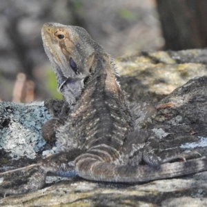 Pogona barbata at Stromlo, ACT - 18 Jan 2018