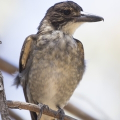 Cracticus torquatus (Grey Butcherbird) at Bruce, ACT - 18 Jan 2018 by Alison Milton