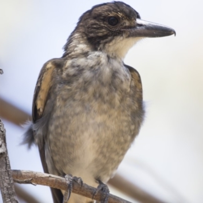 Cracticus torquatus (Grey Butcherbird) at Bruce, ACT - 18 Jan 2018 by Alison Milton