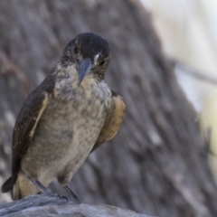 Cracticus torquatus at Bruce, ACT - 18 Jan 2018 01:57 PM