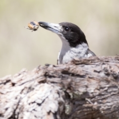 Cracticus torquatus at Bruce, ACT - 18 Jan 2018 01:57 PM