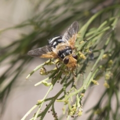 Microtropesa sp. (genus) (Tachinid fly) at Gossan Hill - 18 Jan 2018 by Alison Milton