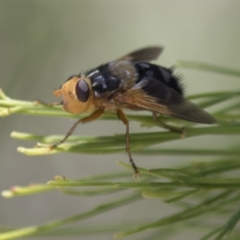 Microtropesa sp. (genus) at Bruce, ACT - 18 Jan 2018