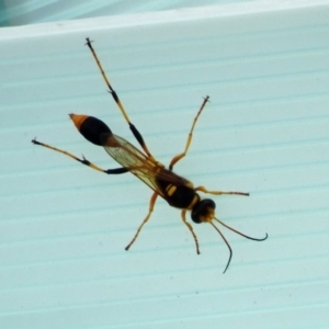 Sceliphron laetum at Molonglo Valley, ACT - 11 Jan 2018