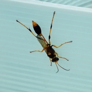 Sceliphron laetum at Molonglo Valley, ACT - 11 Jan 2018