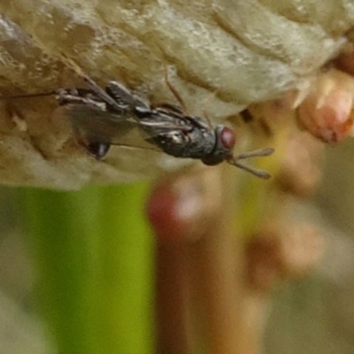 Podagrionini (tribe) (Unidentified mantis parasite wasp) at Molonglo Valley, ACT - 11 Jan 2018 by galah681