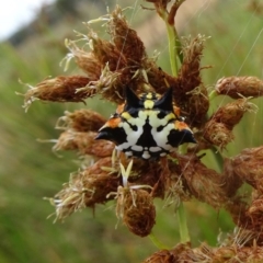 Austracantha minax (Christmas Spider, Jewel Spider) at Molonglo Valley, ACT - 11 Jan 2018 by galah681