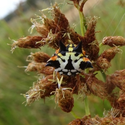 Austracantha minax (Christmas Spider, Jewel Spider) at Molonglo Valley, ACT - 10 Jan 2018 by galah681