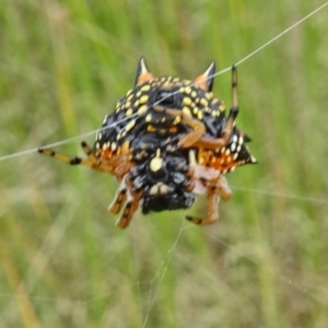 Austracantha minax at Molonglo Valley, ACT - 11 Jan 2018 10:03 AM