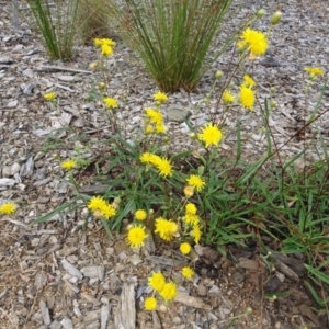 Podolepis jaceoides at Molonglo Valley, ACT - 11 Jan 2018 10:57 AM