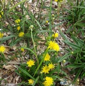 Podolepis jaceoides at Molonglo Valley, ACT - 11 Jan 2018 10:57 AM