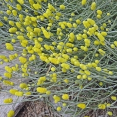 Calocephalus citreus (Lemon Beauty Heads) at Sth Tablelands Ecosystem Park - 10 Jan 2018 by galah681