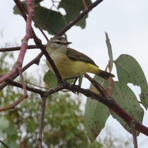 Acanthiza chrysorrhoa at Molonglo Valley, ACT - 11 Jan 2018 11:19 AM