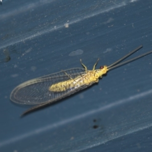 Mallada sp. (genus) at Higgins, ACT - 18 Jan 2018 09:51 PM