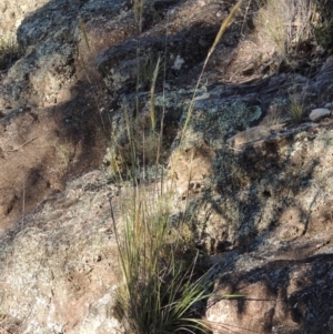 Austrostipa densiflora at Conder, ACT - 30 Dec 2017