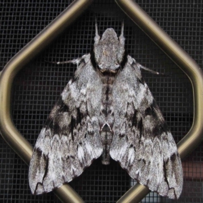 Psilogramma casuarinae (Privet Hawk Moth) at Higgins, ACT - 13 Jan 2018 by pinnaCLE