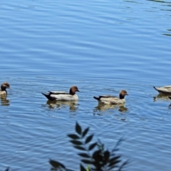 Chenonetta jubata (Australian Wood Duck) at Acton, ACT - 17 Jan 2018 by RodDeb