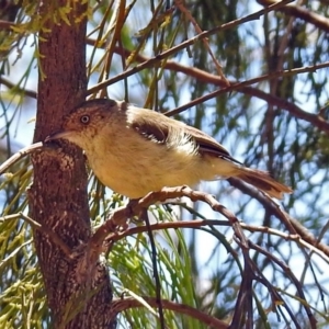 Acanthiza reguloides at Acton, ACT - 17 Jan 2018