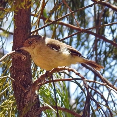 Acanthiza reguloides (Buff-rumped Thornbill) at Acton, ACT - 17 Jan 2018 by RodDeb