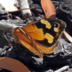 Heteronympha merope (Common Brown Butterfly) at Canberra Central, ACT - 17 Jan 2018 by RodDeb