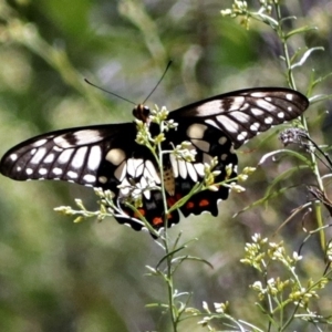 Papilio anactus at Canberra Central, ACT - 17 Jan 2018