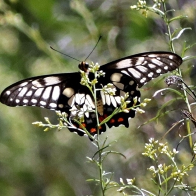 Papilio anactus (Dainty Swallowtail) at Canberra Central, ACT - 17 Jan 2018 by RodDeb