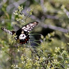 Papilio anactus at Canberra Central, ACT - 17 Jan 2018 10:06 AM