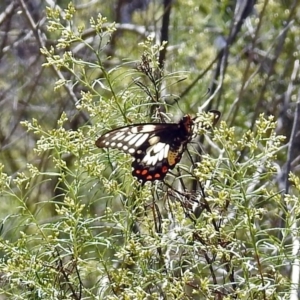 Papilio anactus at Canberra Central, ACT - 17 Jan 2018 10:06 AM