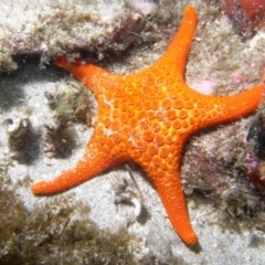 Nectria ocellata (Mosaic Seastar) at Eden, NSW - 4 Feb 2014 by rickcarey