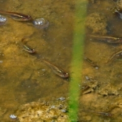 Gambusia holbrooki (Gambusia, Plague minnow, Mosquito fish) at Jerrabomberra Wetlands - 18 Jan 2018 by RodDeb