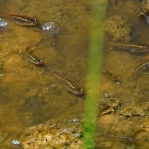 Gambusia holbrooki at Fyshwick, ACT - 18 Jan 2018 10:15 AM