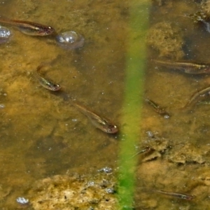 Gambusia holbrooki at Fyshwick, ACT - 18 Jan 2018 10:15 AM