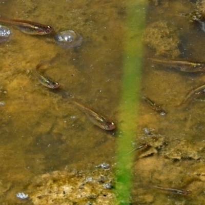 Gambusia holbrooki (Gambusia, Plague minnow, Mosquito fish) at Jerrabomberra Wetlands - 17 Jan 2018 by RodDeb