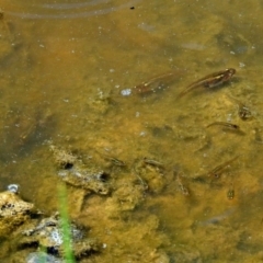 Gambusia holbrooki at Fyshwick, ACT - 18 Jan 2018 10:15 AM