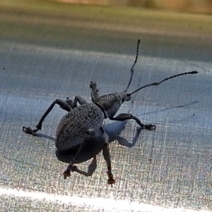 Merimnetes sp. (genus) at Hackett, ACT - 17 Jan 2018