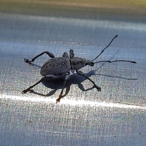 Merimnetes sp. (genus) at Hackett, ACT - 17 Jan 2018