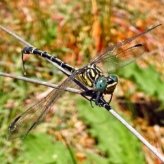 Austrogomphus australis (Inland Hunter) at Acton, ACT - 17 Jan 2018 by RodDeb