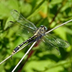 Austrogomphus australis at Acton, ACT - 17 Jan 2018