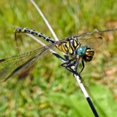 Austrogomphus australis at Acton, ACT - 17 Jan 2018